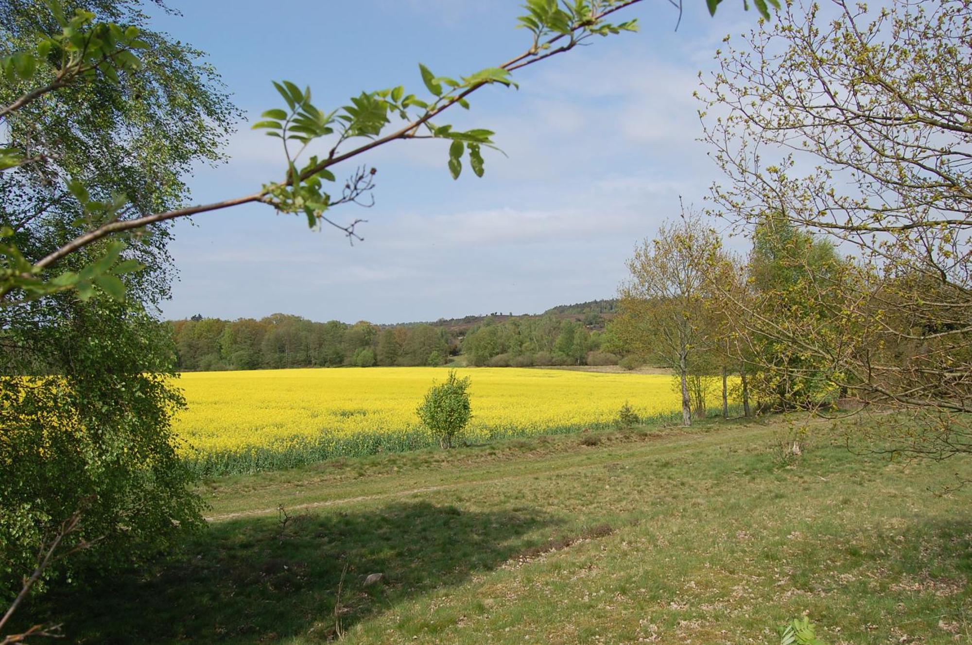 Haus Heidetal Bed and Breakfast Bispingen Buitenkant foto