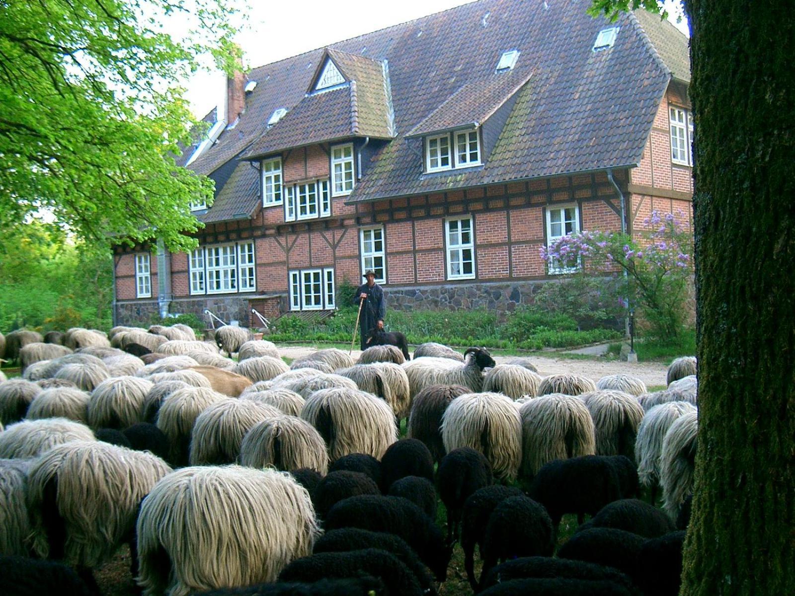 Haus Heidetal Bed and Breakfast Bispingen Buitenkant foto